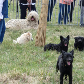 Komondor fajta-népszerűsítés Balatonakalin