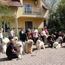 Kiállítási eredmények – Cserszegtomaj