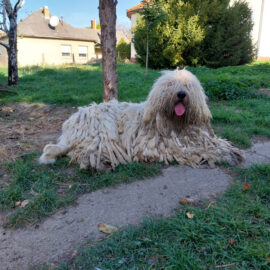 Gazdikereső, felnőtt komondorok