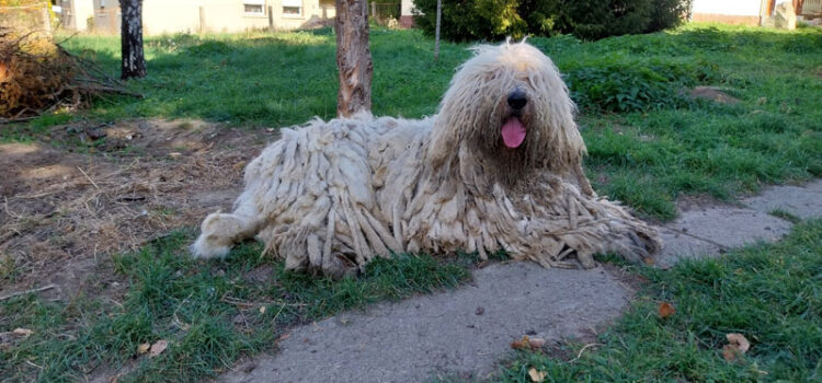 Gazdikereső, felnőtt komondorok